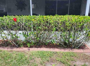 Bush Trimming by Victor Otero for Bonnie M. in Riverview, FL