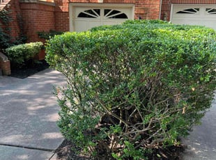 Bush Trimming by Jairon Villagran for Scott S. in North Potomac, MD