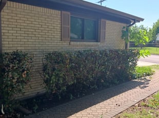 Bush Trimming by Clinton Lee for Amy Y. in Fort Worth, TX