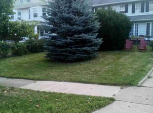 Chandra W.'s Lawn Mowing service result