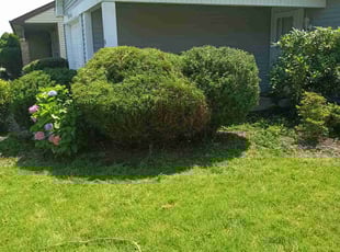 Bush Trimming by Kevin Kenney for Beverly G. in Manchester Township, NJ