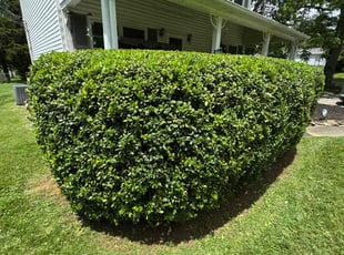 Bush Trimming by Ronald Lindsay for Michael R. in Knoxville, TN