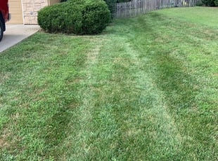 Bush Trimming by Aaron Robb for Gaetan M. in Liberty, MO