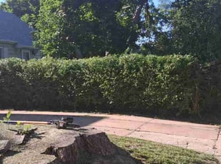 Bush Trimming by Lindsey Whaley for Christian H. in Bellevue, NE