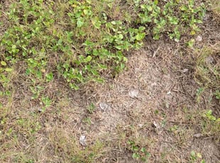 Weeding by Andrew Garza for Ahsan H. in San Antonio, TX