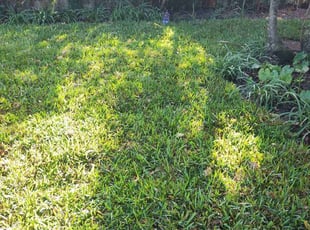 Landscaping by Frank Furia for Pooja A. in Lake Worth Beach, FL