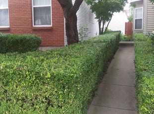 Bush Trimming by Prince Walton for Katie K. in University City, MO