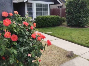 Bush Trimming by Francisco Jacquez for Loren B. in Modesto, CA