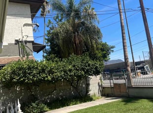 Bush Trimming by Robert Camarena for Shiloe S. in Los Angeles, CA