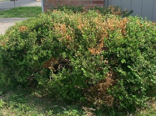 Bush Trimming by Brian Sengele for Tessa K. in San Antonio, TX