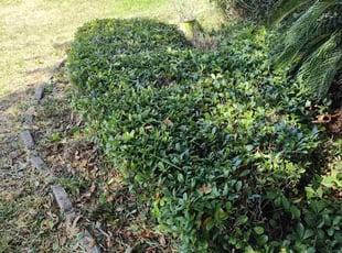 Bush Trimming by Sophia Johnson for Pat B. in Zephyrhills, FL