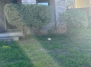 Bush Trimming by Lacy Dixon for Julia S. in San Antonio, TX