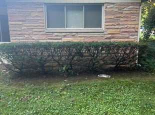 Bush Trimming by Tywuan Williams for Kevin R. in Indianapolis, IN
