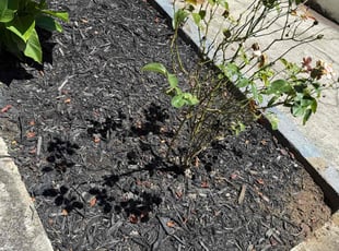 Weeding by Ethan Wright for Moronda W. in Marietta, GA