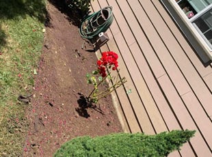 Rebecca R.'s Bush Trimming service result