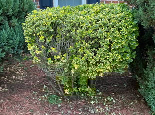 Bush Trimming by Stephen Utley for Angela M. in Chester, VA