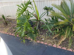 Weeding by Gilbert Parra De Leon for Jamie G. in Rialto, CA