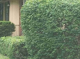 Bush Trimming by Lance Reynolds for Janis J. in Kansas City, MO