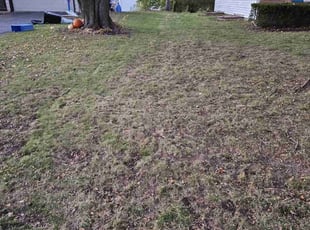 Leaf Removal by Robert Dowdy for Ted K. in Fox Point, WI