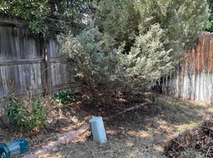 Bush Trimming by Bill Schwartz for Brandi G. in Centennial, CO