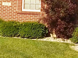 Jianmei S.'s Lawn Mowing service result