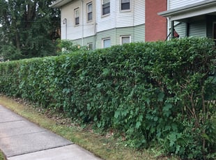 Bush Trimming by Julian marmolmontero for Steve A. in Hartford, CT