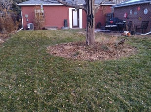 Leaf Removal by Beto Chavez for Jason W. in Denver, CO