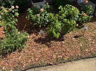 Weeding by Daven Collins for Jeremy B. in Fort Worth, TX