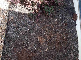 Weeding by Randall Edwards for Masy C. in Little Rock, AR