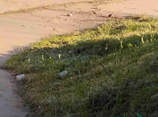 Cleanups by Sergio Castaneda for Ashley N. in Chula Vista, CA