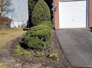 Bush Trimming by Rose Valle for Mariam E. in Springfield, VA