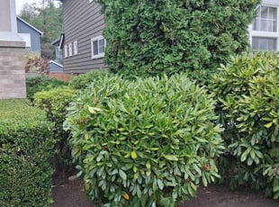 Bush Trimming by Robert Martin for Premnath S. in Sammamish, WA