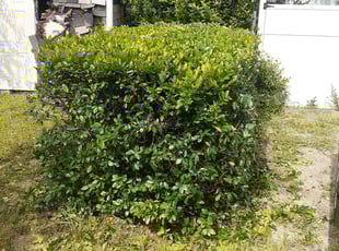 Bush Trimming by Shaun Gapp for Denise T. in Winter Haven, FL