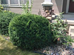 Bush Trimming by Kevin Rhyne for Arlette K. in Madison, WI
