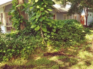 Bush Trimming by David Bowen for Andrea R. in Tarpon Springs, FL