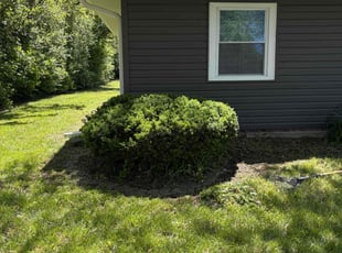Bush Trimming by Maurice Williams for Christina T. in Chicago Heights, IL