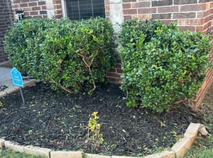 Bush Trimming by Cesar Zuniga for Edward A. in Edmond, OK