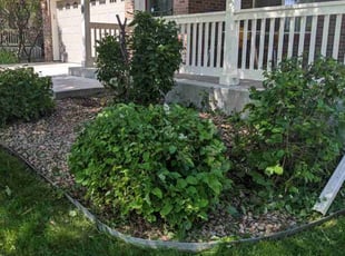 Bush Trimming by Luke Reinhold for Kier F. in Aurora, CO