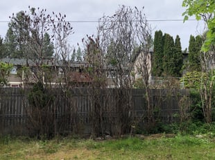 Bush Trimming by Dustin Jolly for Kymberli C. in Spokane Valley, WA