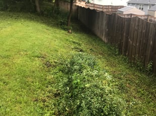 Bush Trimming by Kema Ndebay for Caress M. in Syracuse, NY