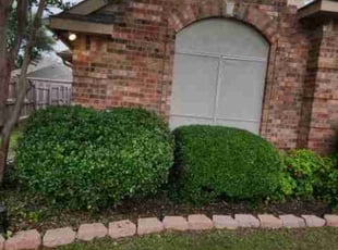 Bush Trimming by Kevin (Jesus) Valencia for Robert P. in Frisco, TX