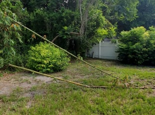 Bush Trimming by Carlos Arocho for Hanh P. in Casselberry, FL
