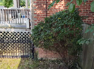 Bush Trimming by Allan Roberts for Emeka M. in Washington, DC