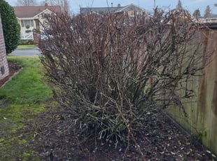 Bush Trimming by Alejandro Fernandez for Michelle D. in Tacoma, WA