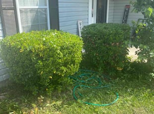 Bush Trimming by Tremaine Ward for whittney k. in Columbia, SC