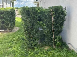 Bush Trimming by Michael SepΓΊlveda for Paris C. in Davenport, FL