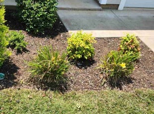 Weeding by Gabriel Greene for Thomas B. in Murfreesboro, TN