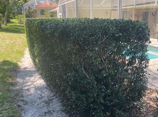 Bush Trimming by Edwin Rios Rosado for Bill L. in DeBary, FL