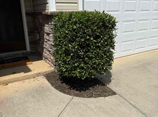 Bush Trimming by Jarvis Hambrick for Ian B. in Greenville, SC