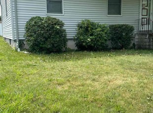 Bush Trimming by Chris Lminggio for Danny B. in Hamden, CT